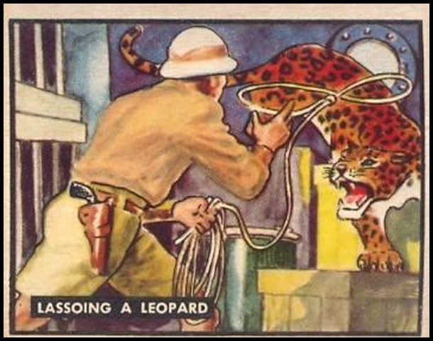 54 Lassoing a Leopard